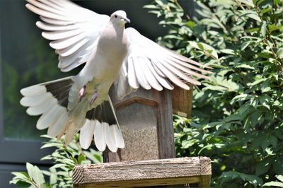 Low angle view of white bird flying