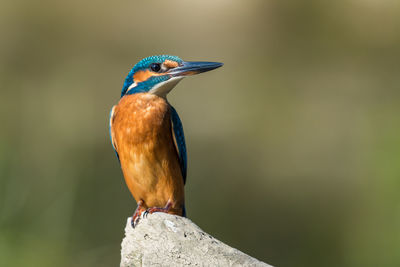 Close-up of a bird perching