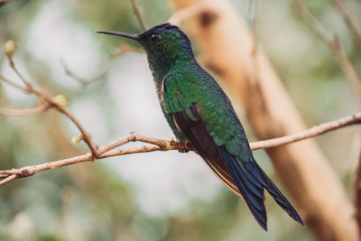 Close-up of bird perching on branch