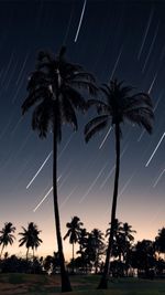 Low angle view of palm trees against sky during sunset