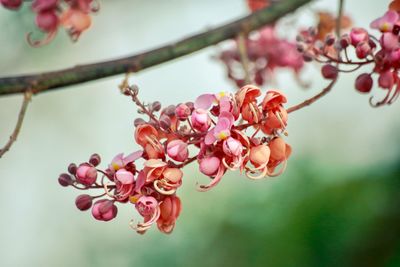 Close-up of red flowering plant