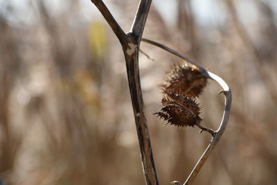 Close-up of dried plant