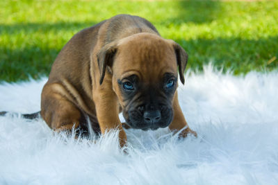 Brown sweet boxer puppy on a white rug on green grass