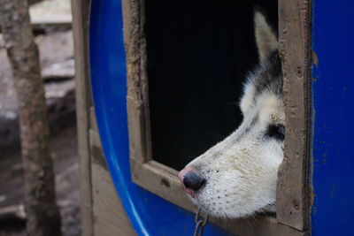 The dog's face looks out of the booth. sad look of a husky dog. close-up of a dog's face.