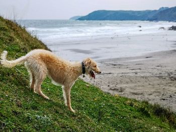 Side view of dog on beach