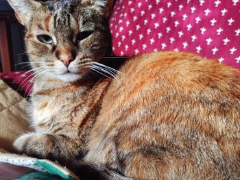 Close-up of ginger cat