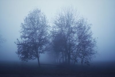 Trees on field against sky during foggy weather