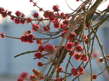 Low angle view of fruits on tree against sky