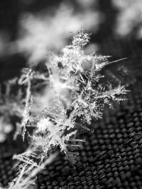 Close-up of frozen plant