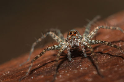 Close-up of spider