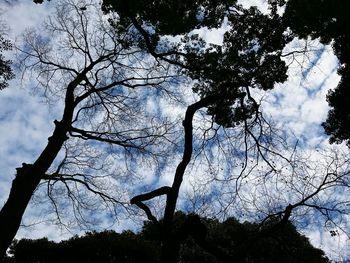 Low angle view of trees in forest