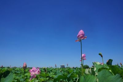 Pink flowering plants against blue sky