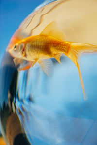 Close-up of fish swimming in sea