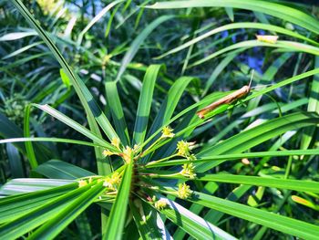 Close-up of insect on plant