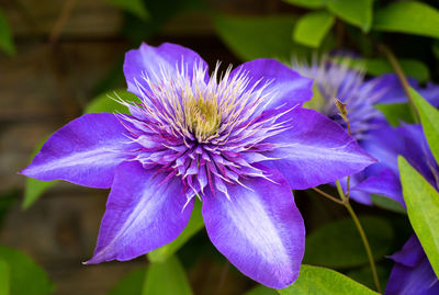 Clematis flower