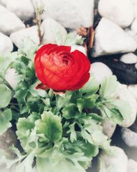 Close-up of red rose flowers