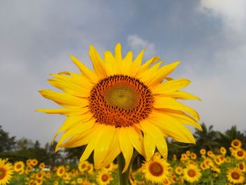 Close-up of yellow sunflower on field against sky