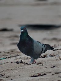 Close-up of pigeon on sand