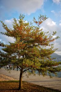 Trees by plants against sky during autumn