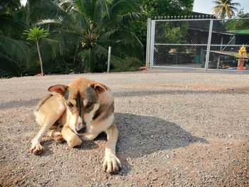 Dog relaxing on road