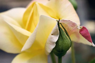 Close-up of flowers blooming outdoors