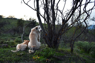 Sheep on tree branch