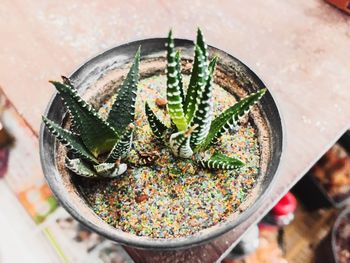 High angle view of succulent plant on table