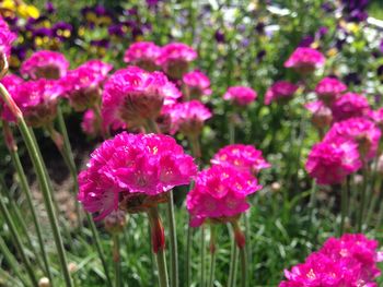 Close-up of pink flowers blooming on field