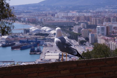 Seagull perching on retaining wall