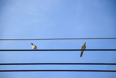 Bird on the wires backgruond