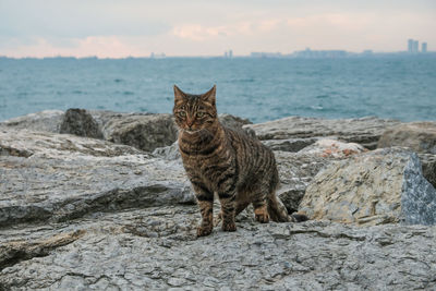 Cat sitting on rock