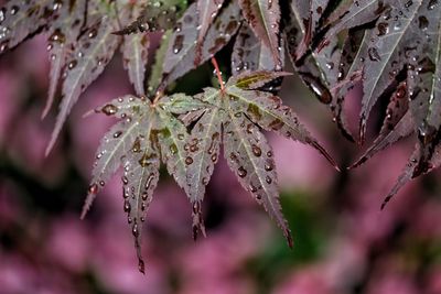 Close-up of wet plant leaves during rainy season