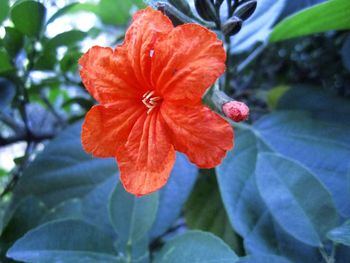 Close-up of fresh red hibiscus blooming outdoors