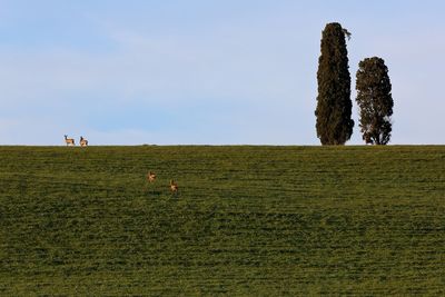 Horse grazing on field against sky