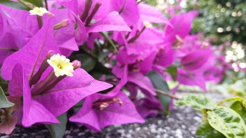 Close-up of pink flowering plant