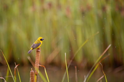 Close-up of bird perching on plant