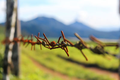Close-up of ant on plant