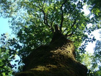 Low angle view of trees against sky