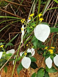 Close-up of plant