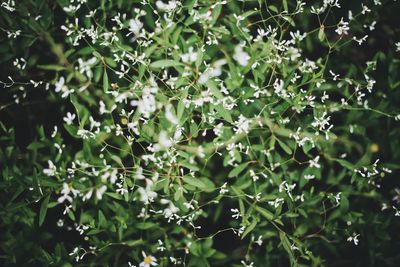 Close-up of plants growing in water