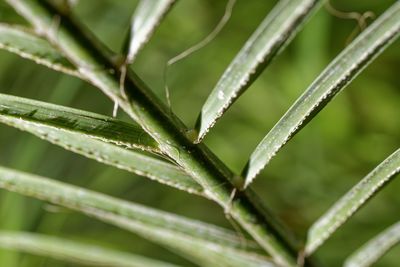 Close-up of wet plant