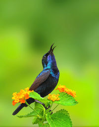 Close-up of bird perching on flower