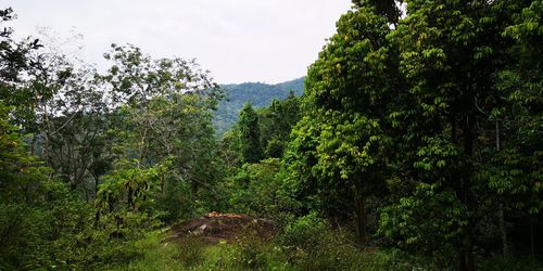 Trees in forest against sky