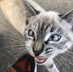 Close-up portrait of a cat