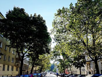 Low angle view of trees and buildings against sky