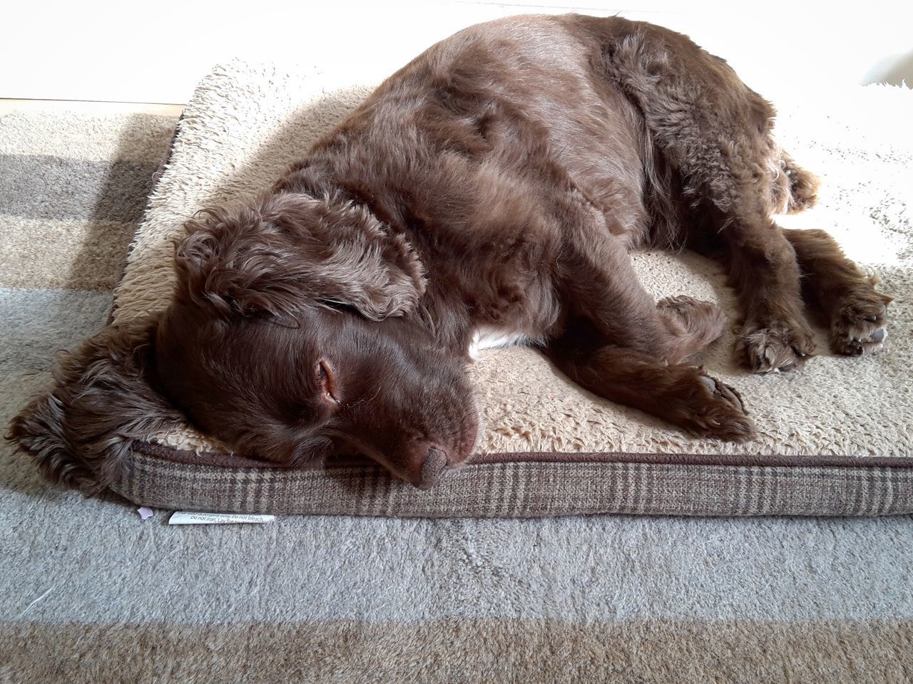 CLOSE-UP OF DOG SLEEPING ON CARPET