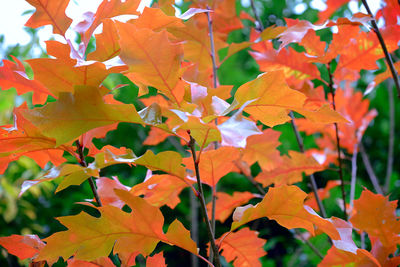 Close-up of maple leaves during autumn