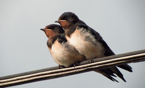 Low angle view of bird perching against clear sky