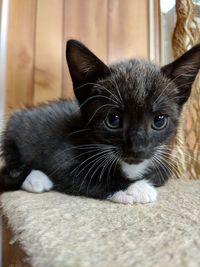 Close-up portrait of a cat