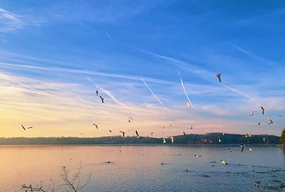 Birds flying over sea against sky